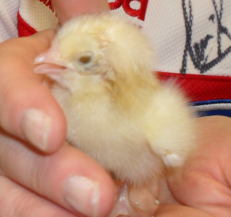 Photo of premature chick recovering well.