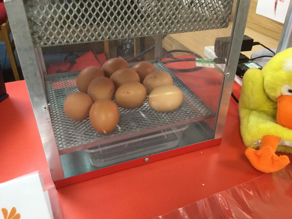 Ten eggs in an incubator